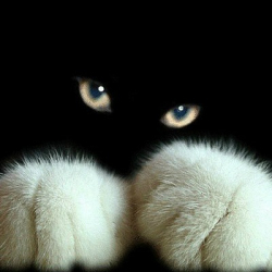 Тая Десяткина