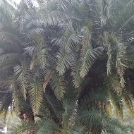 Владимир Бондаренко