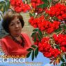 Елена Абрамова (Паньшина)