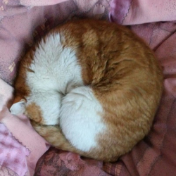 Ярина Иванова