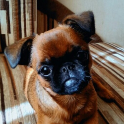 Александр Воробьев