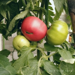 Светлана Соколова