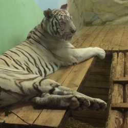 Резеда Зигандарова