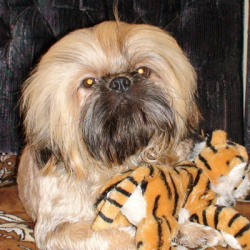 Оксана Шевченко