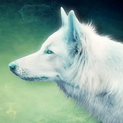 Дмитрий Широкорядов