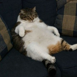 Лиза Котова