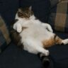 Лиза Котова