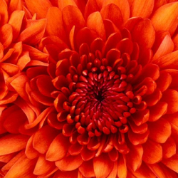 Нани Чолария