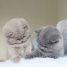 Диана Кот