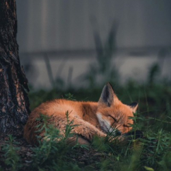 Артем Алкояр