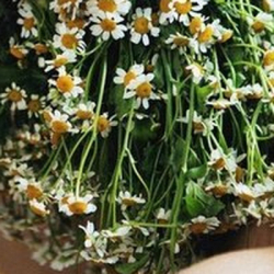 Серега Moo-Shoo