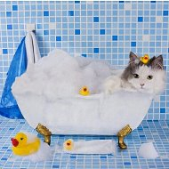 Кошка Музыкант