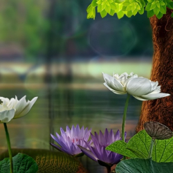 Светлана Макарова