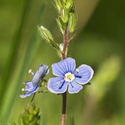 Veronica Officinalis