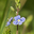Veronica Officinalis