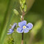 Veronica Officinalis