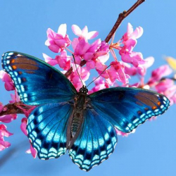 Алёна Наивная