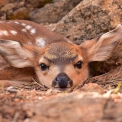 София Черринова