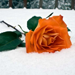 Анна Прокопьева