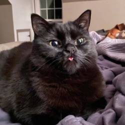 Роман Батков