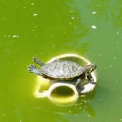 Светлана Сусол