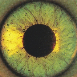 Иван Афонин