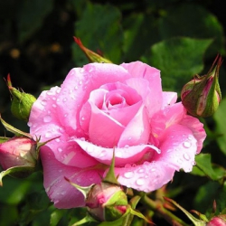 Алиса Вересова