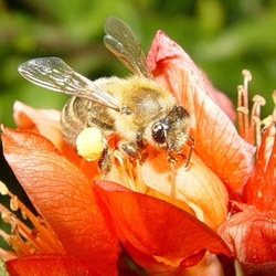 Антарио Антарио