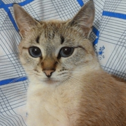 Виктория Белозерская