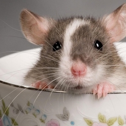 Владимир Ревзин