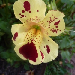 Константин Коротков