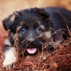 Алиса Бессмертная