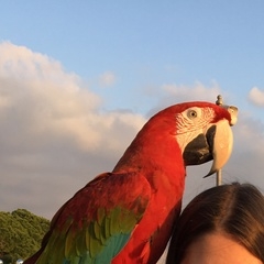 Владимир Попугаев