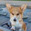 Ekaterina Corgi