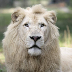 Валерий Шевелёв