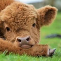 Регина Мамлеева