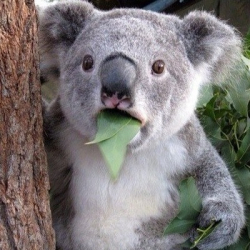 Вадим Пьянзин