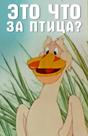 Это что за птица?