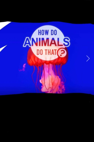 Удивительный мир животных