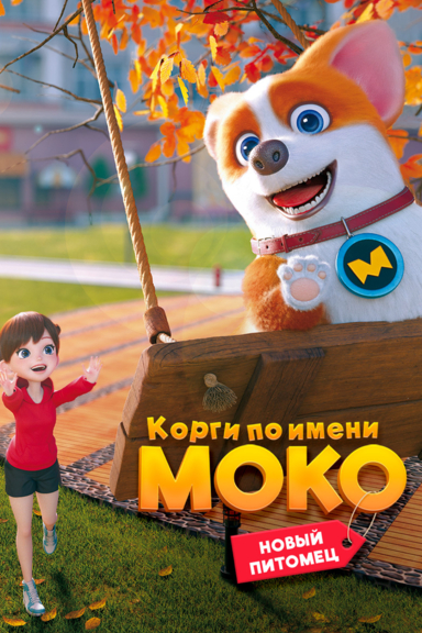 Корги по имени Моко. Новый питомец